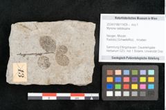 Foto (Objekt + Etikett) von Myrsine radobojana  (NHMW-GEO-2024-0188-11429)
